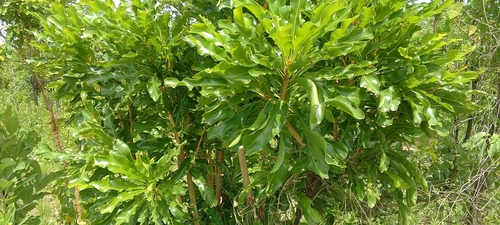 Shea Tree
