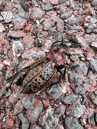 Carabus elysii