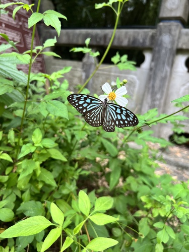 Ceylon Blue Glassy Tiger