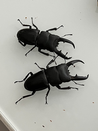 Serrognathus titanus platymelus