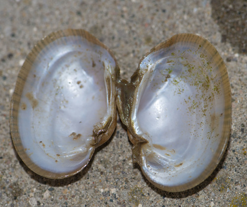 Wavyrayed Lampmussel