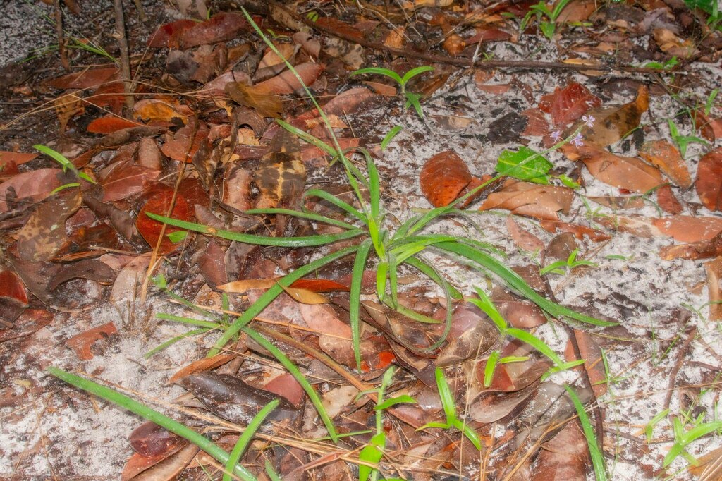 Murdannia medica (Murdannia medica)