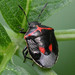 Twice-stabbed Stink Bug - Photo (c) Bufface, all rights reserved, uploaded by Bufface