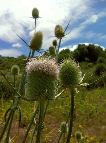 Dipsacus comosus