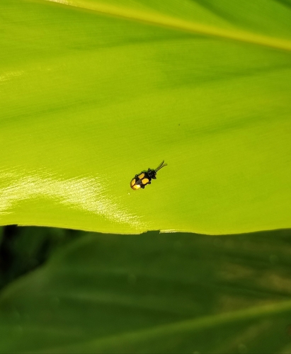 Cephaloleia tetraspilota · iNaturalist