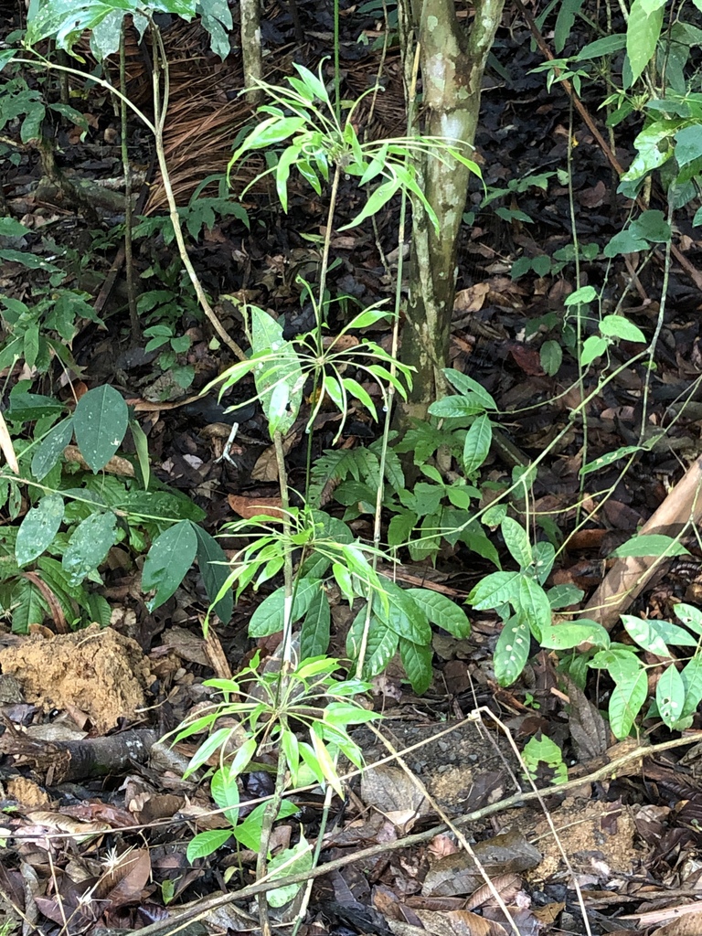 Chusquea simpliciflora