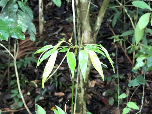 Chusquea simpliciflora