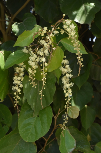 Croton guatemalensis