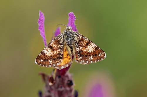 Isturgia famula