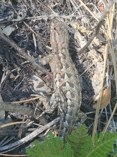 iNaturalist observation photo of Western Fence Lizard