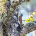 Dendrocolaptes picumnus - Photo (c) Daniel Garza Tobón, όλα τα δικαιώματα διατηρούνται, uploaded by Daniel Garza Tobón