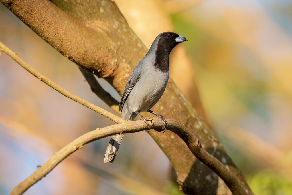 Black-faced Tanager photo