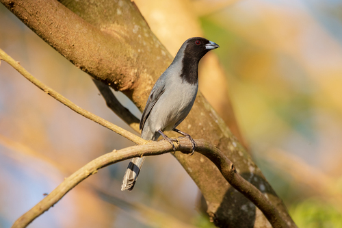 Black-faced Tanager