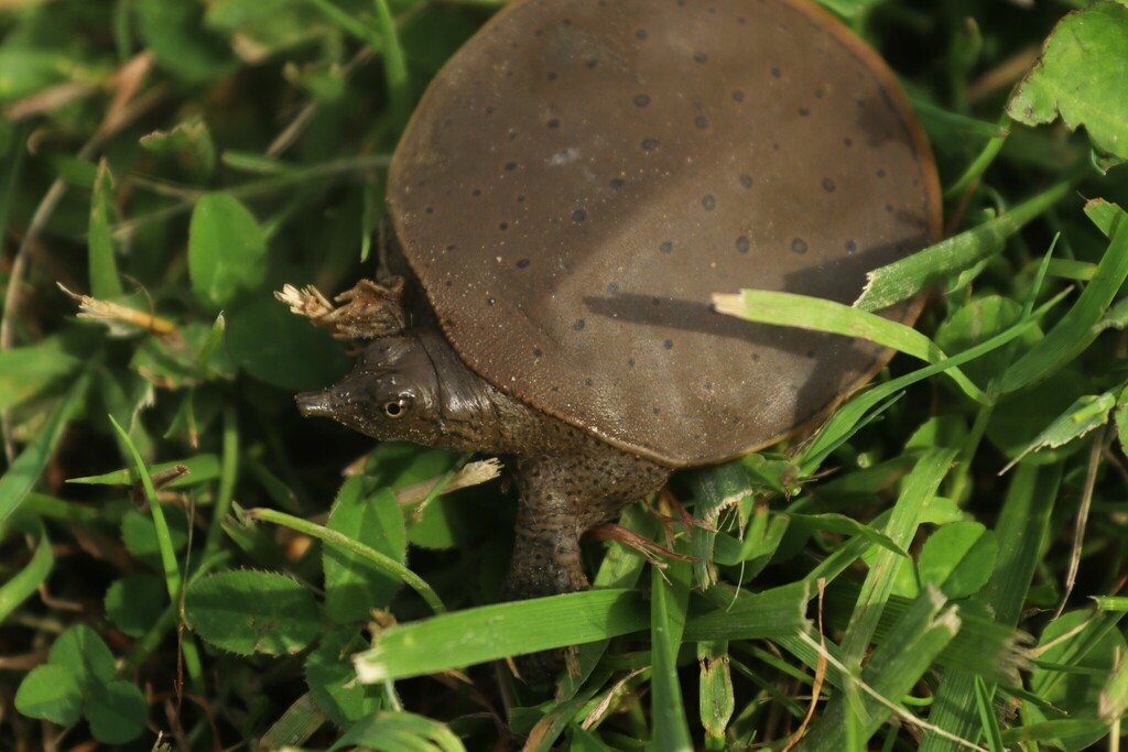 Softshell Eastern Eastern Spiny Softshell in June 2024 by brandonh1 · iNaturalist