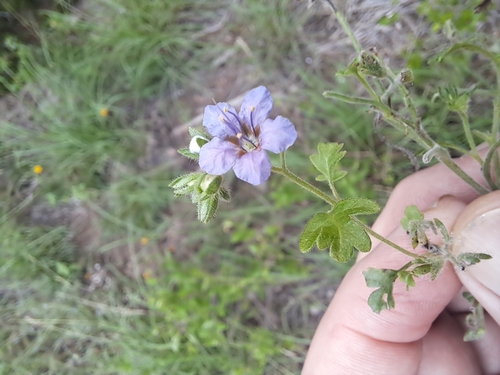 Phacelia strictiflora var. strictiflora