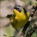 Southern Yellowthroat - Photo (c) RAP, all rights reserved, uploaded by RAP