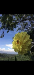 Dahlia pinnata image