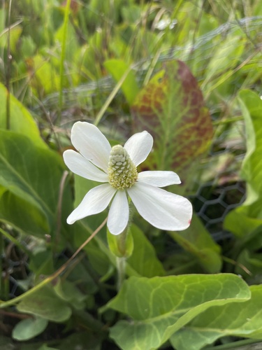iNaturalist observation photo of Yerba Mansa