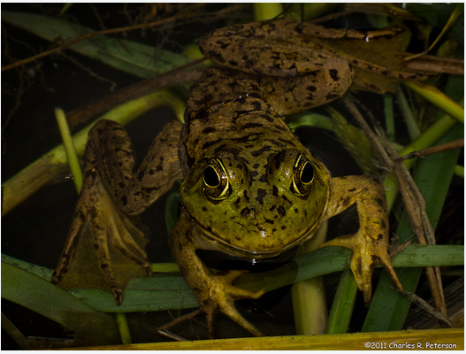 American Bullfrog (Idaho Amphibians) · iNaturalist