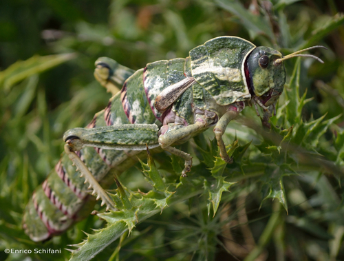 Pamphagus marmoratus