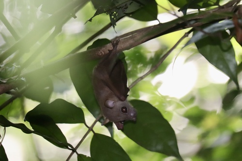 Temminck's Tailless Fruit Bat (Megaerops ecaudatus) — Least Concern Mammalia
