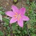 Zephyranthes macrosiphon - Photo (c) Guillermo Alberto Mar Cortes, all rights reserved, uploaded by Guillermo Alberto Mar Cortes