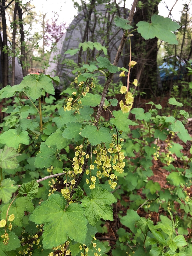 Ribes rubrum