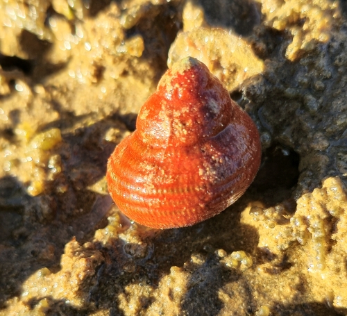 Euchelus atratus