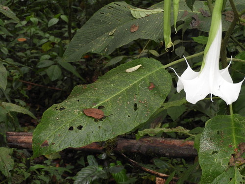 Angel's Trumpet