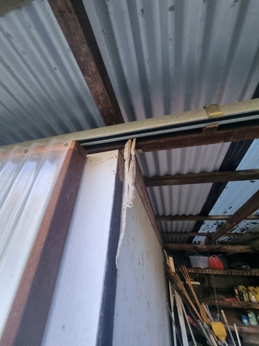 Brown Tree Snake sighting