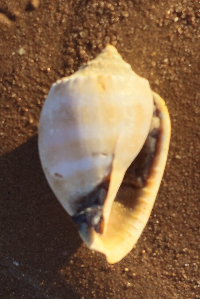 Banded Bonnet Snail from Port Hedland WA 6721, Australia on June 5 ...