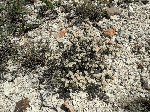 Fraziers Well buckwheat (Eriogonum ripleyi)