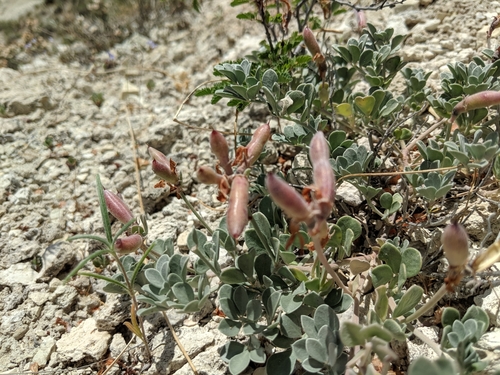 Acmispon mearnsii var. equisolensis