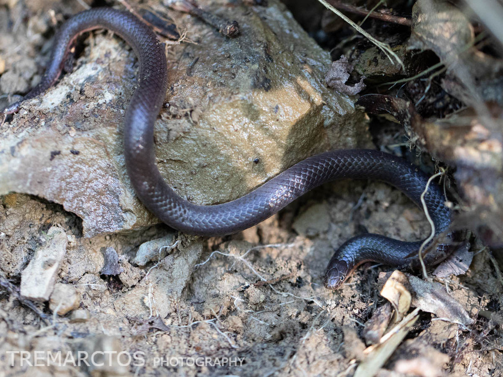 Midwestern Wormsnake from Shawnee State Forest on May 08, 2019 at 05:48 ...