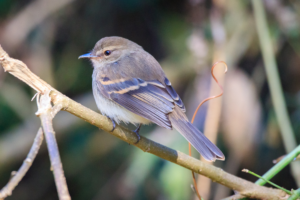 Fuscous Flycatcher (Cnemotriccus fuscatus) photo