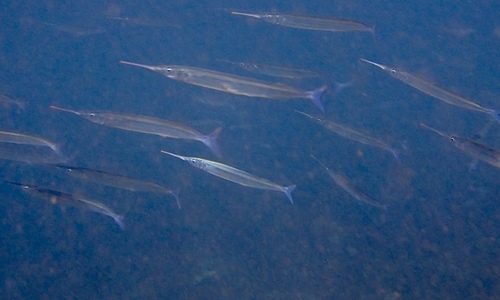 photo of Eastern Sea Garfish (Hyporhamphus australis)