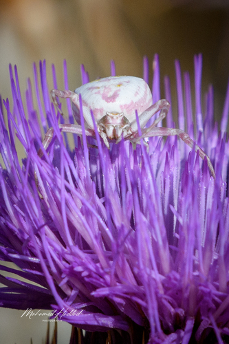 Heather crab spider
