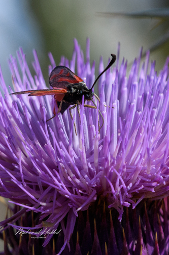 Zygaena favonia