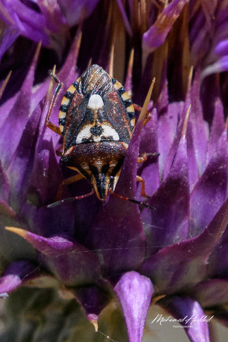 Variegated Fruit Bug