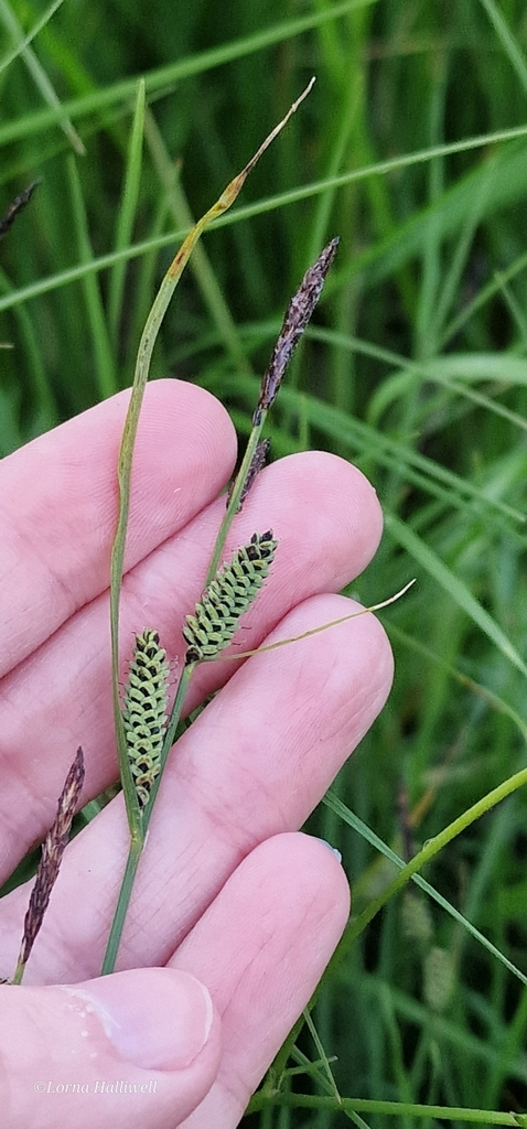 smooth black sedge from Aspull, UK on June 4, 2024 at 08:07 PM by Lorna ...