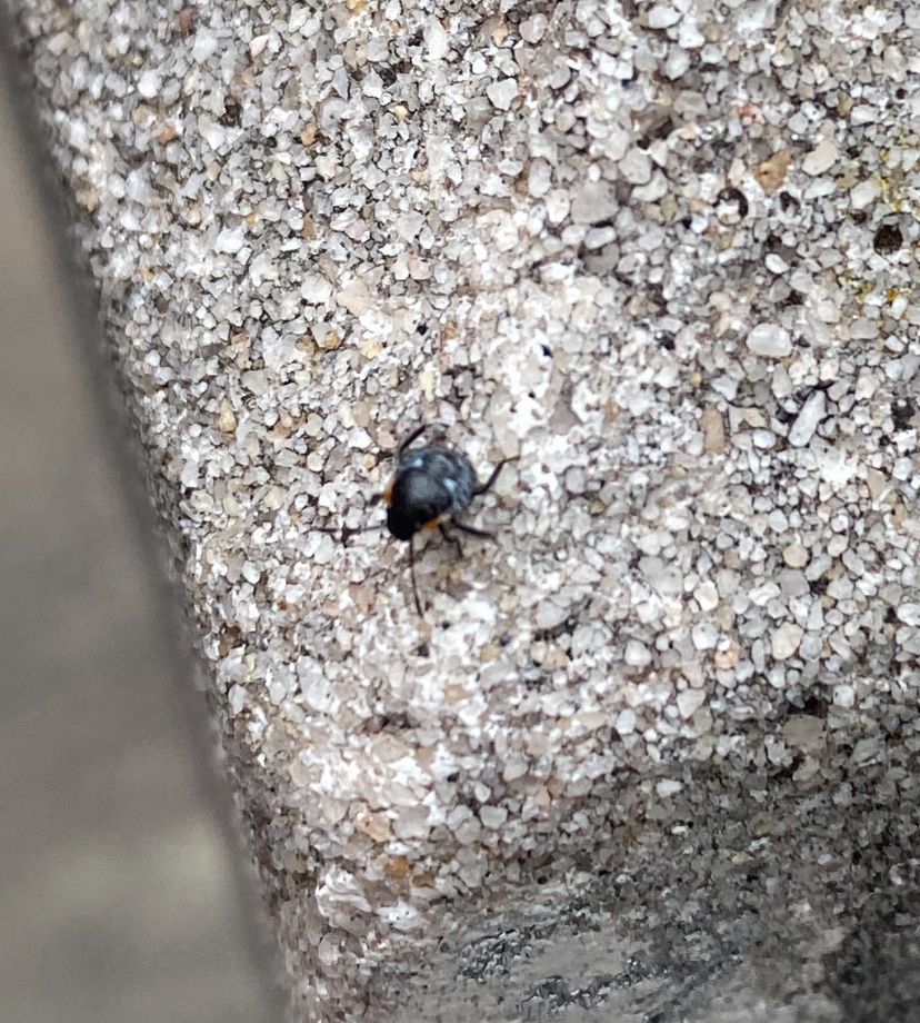 Stink bugs shield bugs and allies from thornridge dr fairview nc