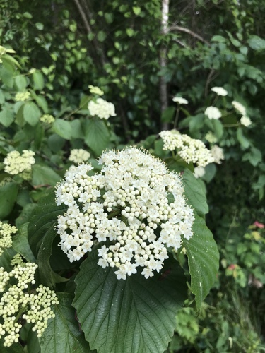 Viburnum scabrellum (Torr. & A.Gray) Chapm.