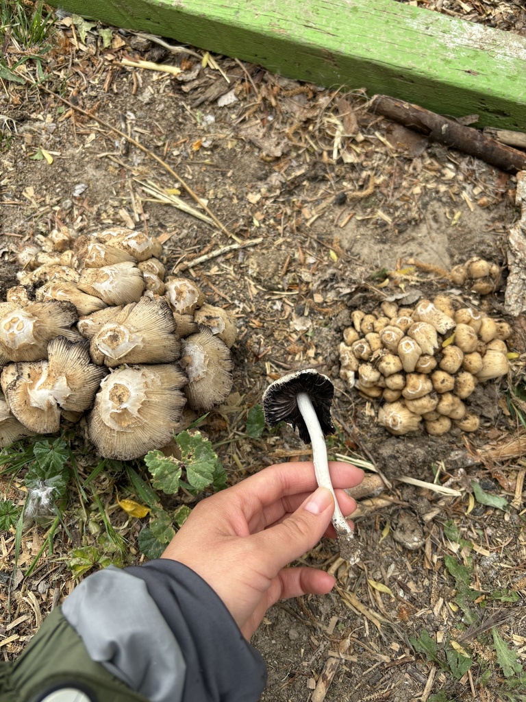 Fungi Including Lichens in June 2024 by Vanessa Machuca. Two clusters ...