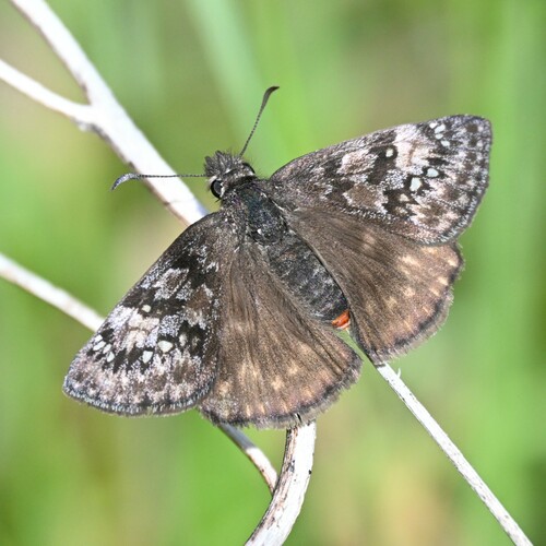 Propertius Duskywing