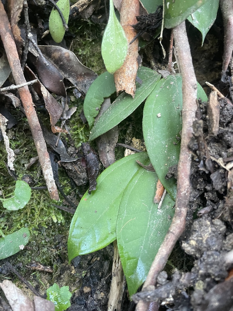 orchids from Barrington Tops National Park, Invergordon, NSW, AU on ...