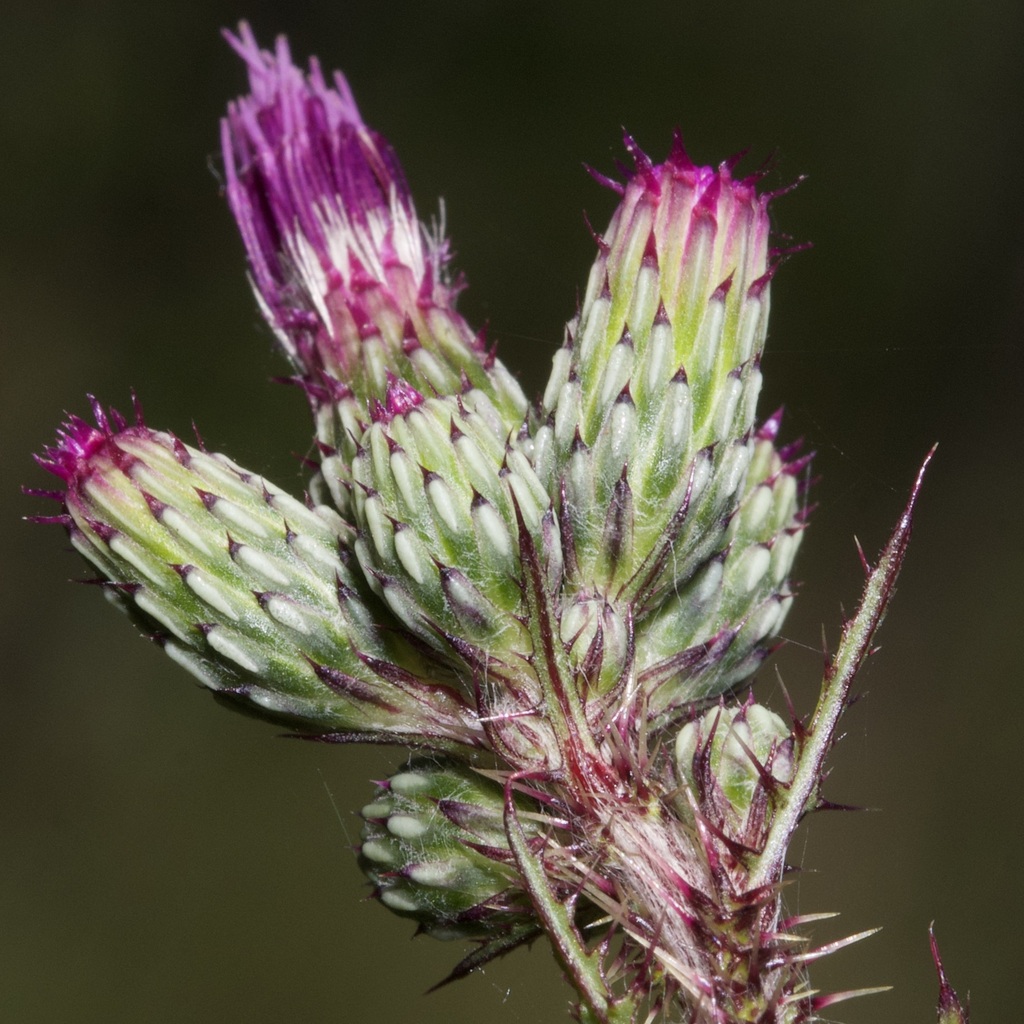 Cardo palustre