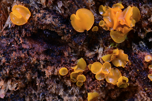 Orbilia delicatula