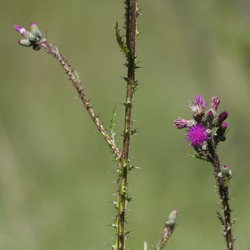 Cirsium palustre (L.) Scop.