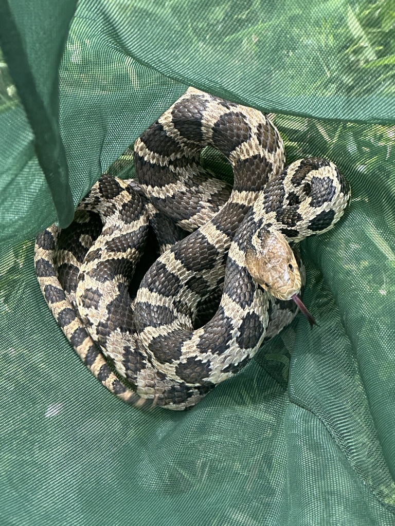 Fox Snake In Iowa Western Foxsnake from Overlook Ln, Sioux City, IA, US on June 5, 2024 ...