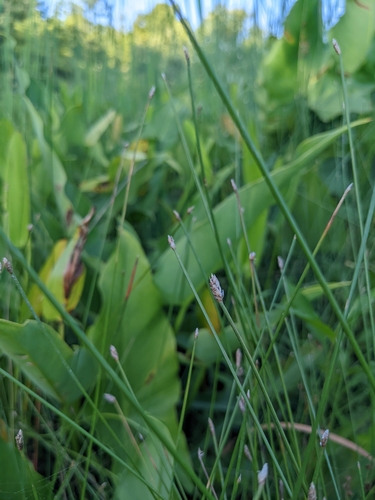 creeping spikerush (Eleocharis fallax)
